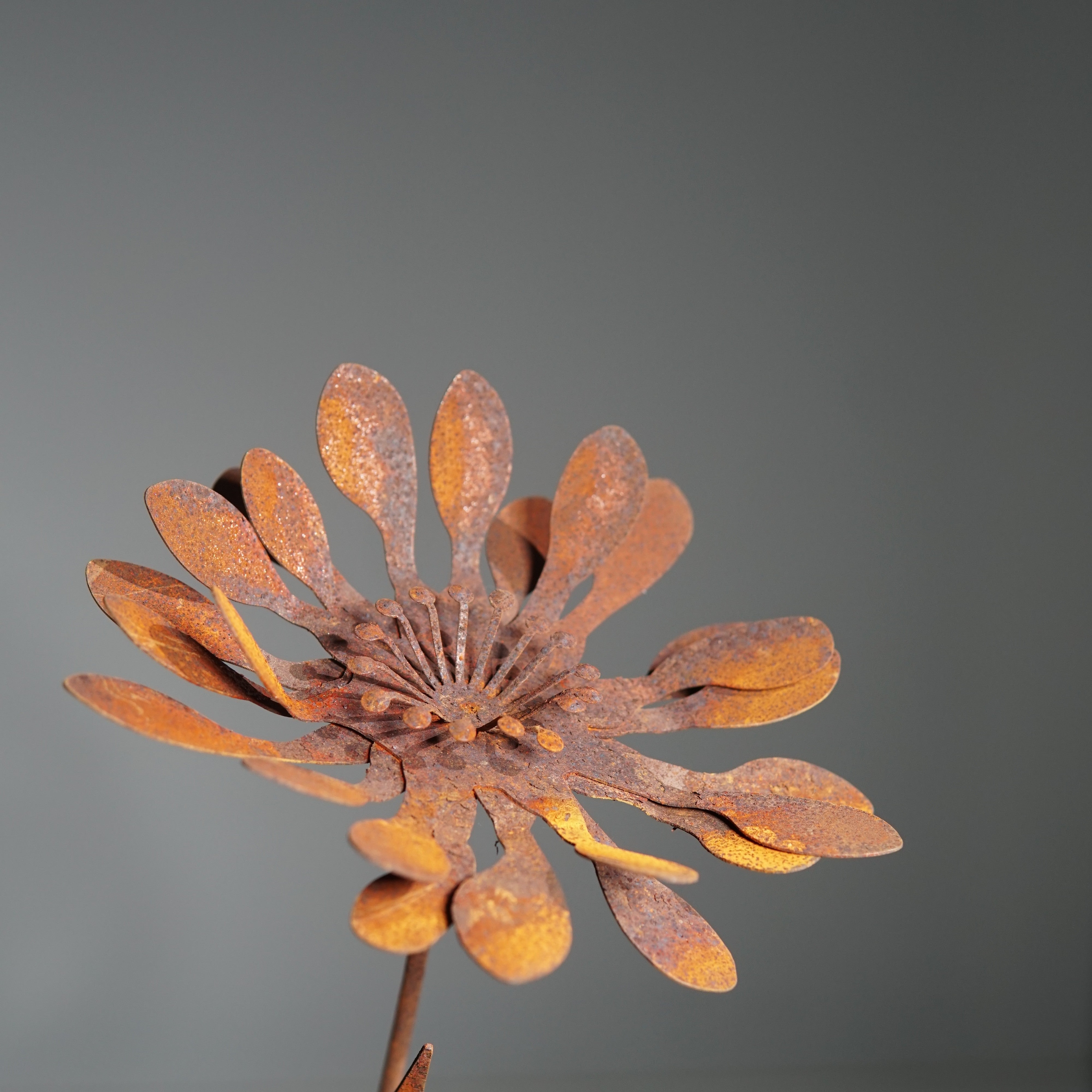 W6014 - Mountain chrysanthemum flower stake