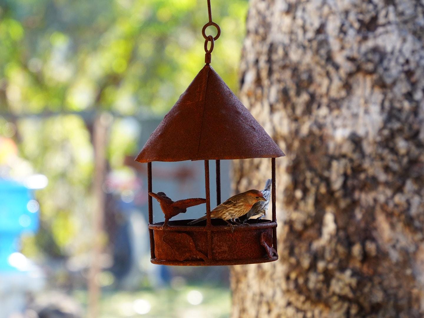 Rustic Hanging Metal Bird Feeder – Functional Outdoor Garden Yard Decor