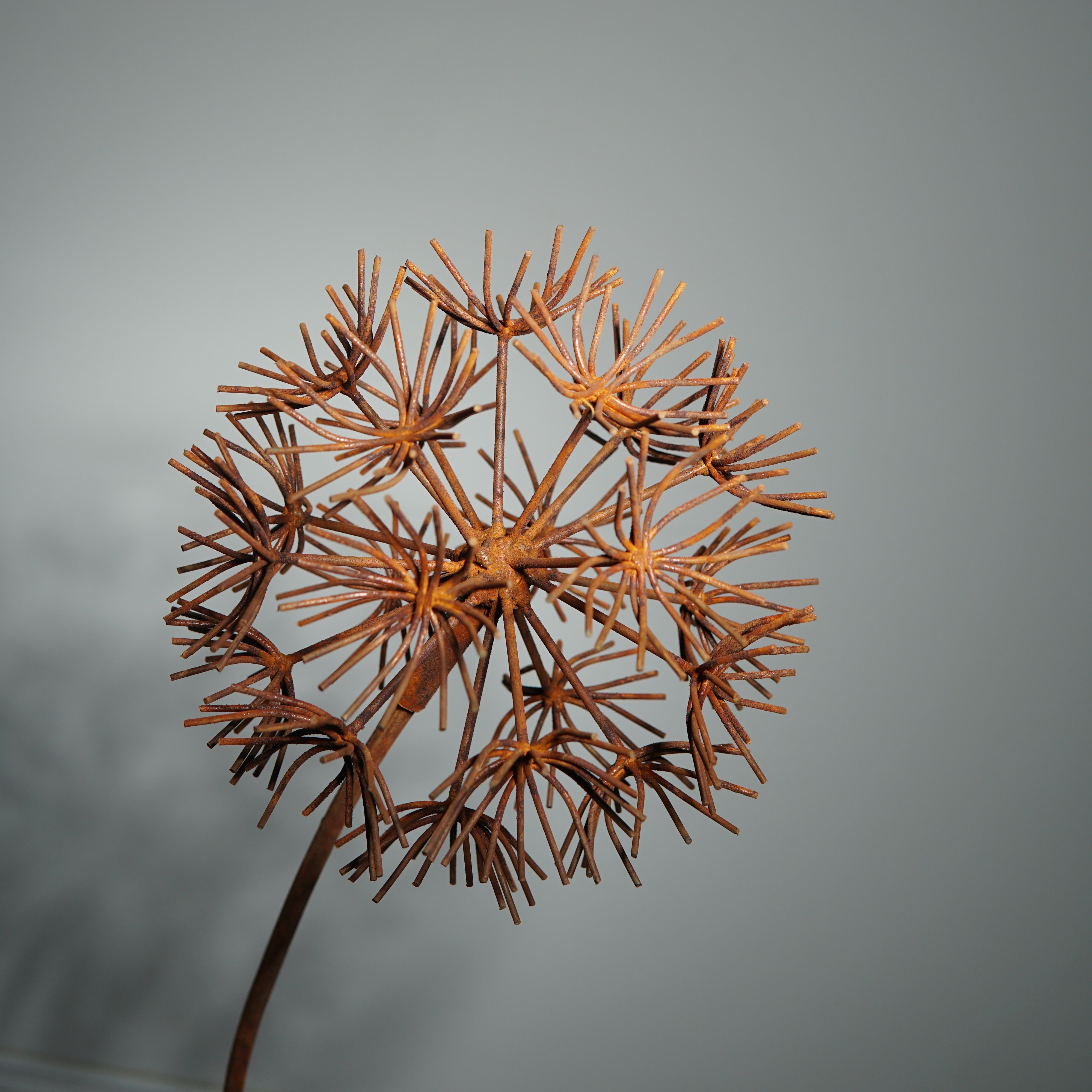 W6078B - Bruniaceae flower stake