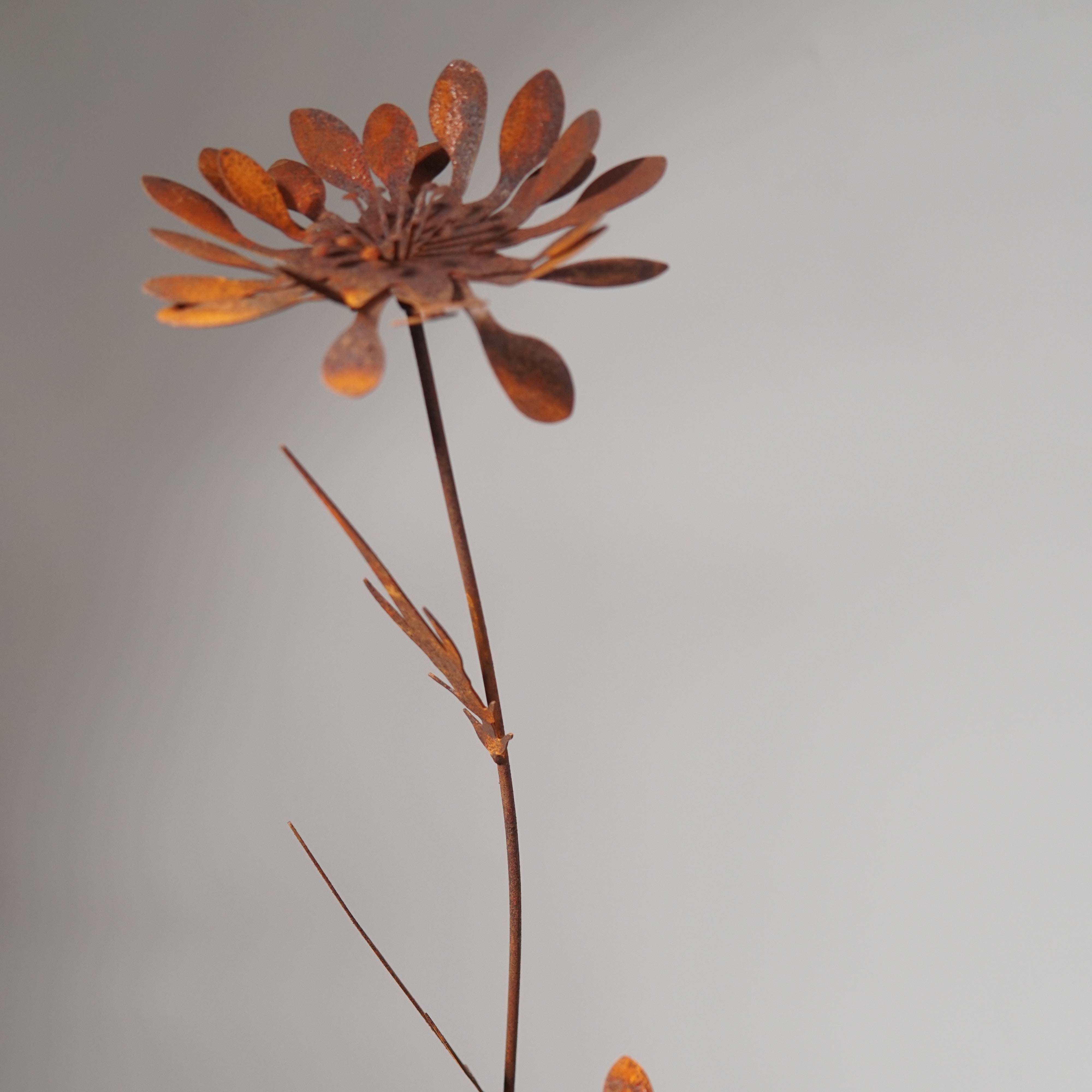 W6014 - Mountain chrysanthemum flower stake