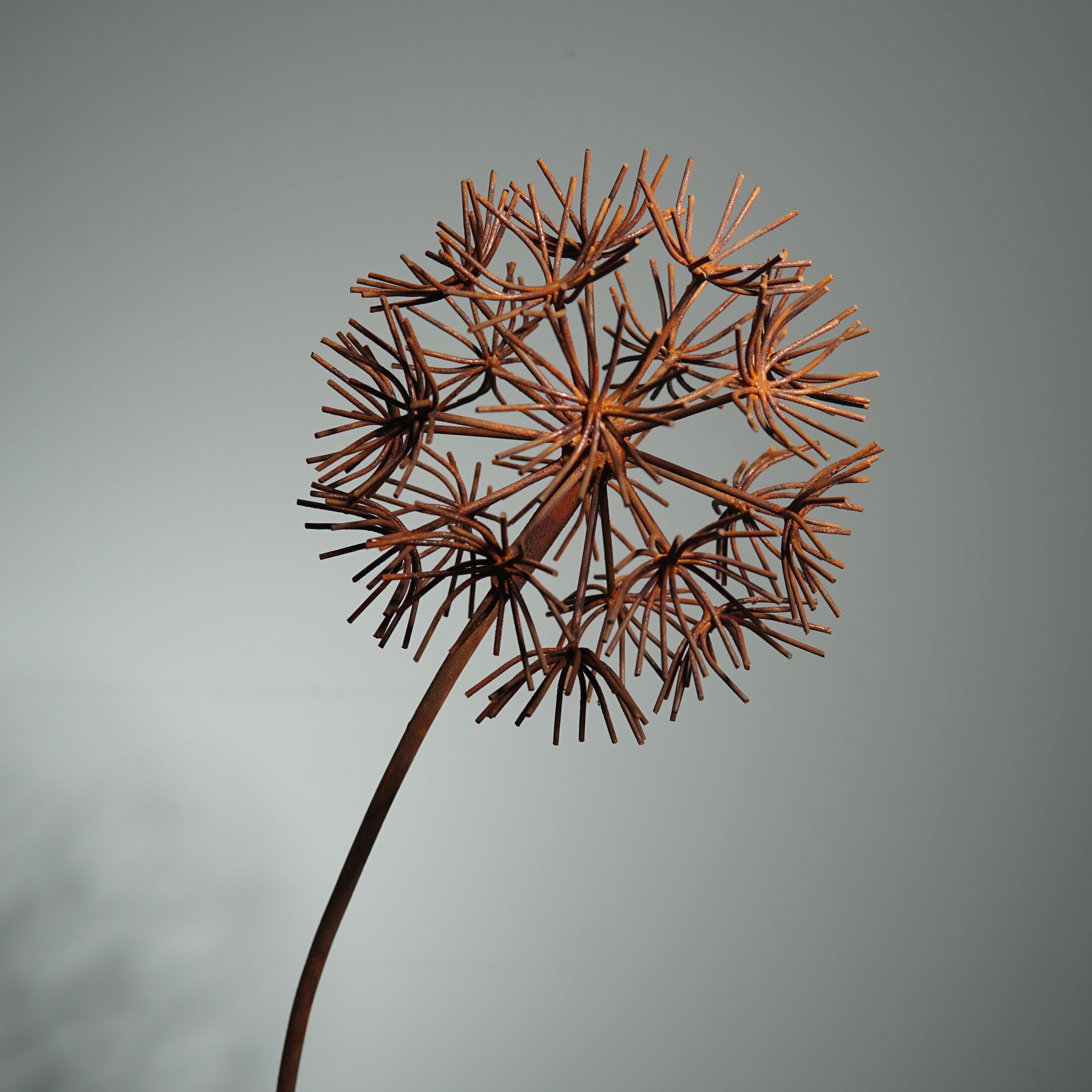 W6078B - Bruniaceae flower stake
