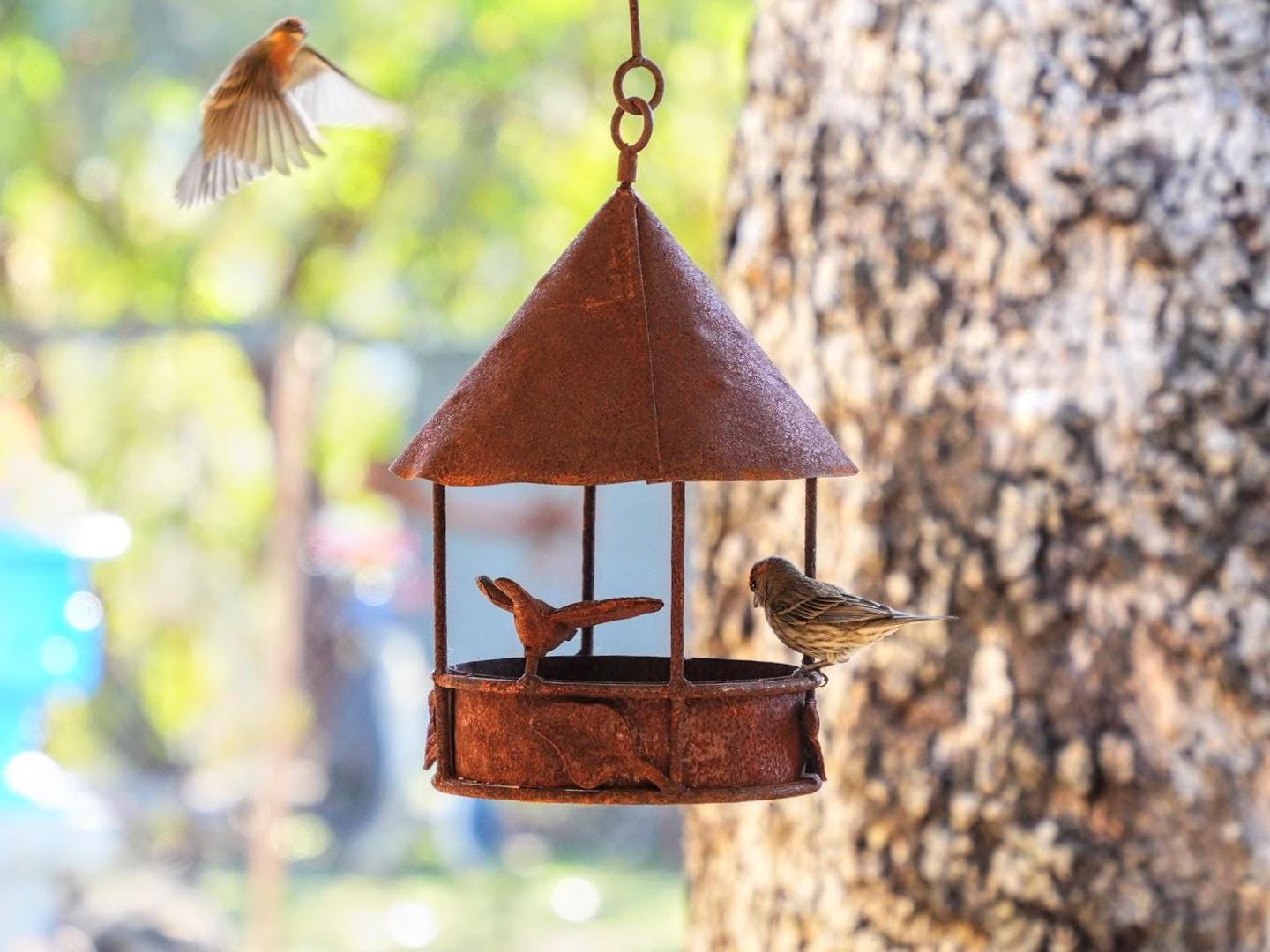 Rustic Hanging Metal Bird Feeder – Functional Outdoor Garden Yard Decor